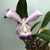 LAELIOCATTLEYA CANHAMIANA COERULEA X CATTLEYA WALKERIANA COERULEA (LAELIOCATTLEYA EGERIA)